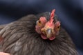 2 - Pekin bantam chicken glancing at camera. Close up of chicken head