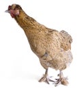 Pekin Bantam Cross Breed Royalty Free Stock Photo