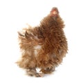 Pekin bantam