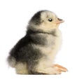 The Pekin is a breed of bantam chicken, 2 days old Royalty Free Stock Photo
