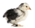 The Pekin is a breed of bantam chicken, 21 days old Royalty Free Stock Photo