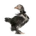 The Pekin is a breed of bantam chicken, 30 days old Royalty Free Stock Photo