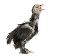 The Pekin is a breed of bantam chicken, 30 days old Royalty Free Stock Photo