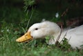 Pekin Duck Royalty Free Stock Photo