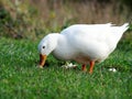 Pekin Duck with Bread on Grass Royalty Free Stock Photo