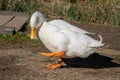 Pekin duck having a scratch