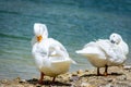 Pekin ducks by a pond scratching Royalty Free Stock Photo