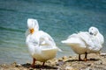 Pekin ducks by a pond scratching