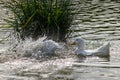 Pekin ducks splashing and washing feathers on a sunny day