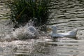 Pekin ducks splashing and washing feathers on a sunny day
