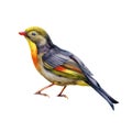 Pekin robin bird watercolor illustration. Hand dawn red-billed leiothrix realistic detailed image. Wildlife bright robin