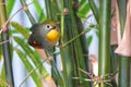 Pekin Robin Royalty Free Stock Photo