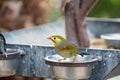 Pekin robin perching on the feeder. Royalty Free Stock Photo