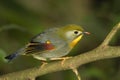 Pekin Robin or Red-billed Leiothrix, Leiothrix lutea, perched Royalty Free Stock Photo