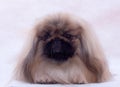 Pekinese