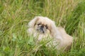 Pekinese dog close up