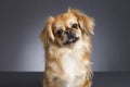 Pekinese dog portrait.