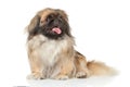 Pekinese dog portrait