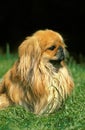 Pekinese Dog sitting on Grass