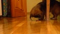 Pekinese eating meat piece under a table