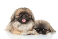 Pekinese mother with puppy