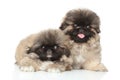 Pekinese puppies portrait