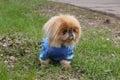 Pekinese on walk