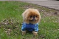 Pekinese on walk