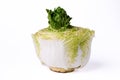 Peking cabbage cut in half with sprouted middle on white background Royalty Free Stock Photo