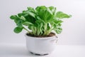 Peking Cabbage Growing In White Pot On White Background. Generative AI Royalty Free Stock Photo