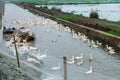 Peking oldest breed of meat-oriented ducks