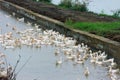 Peking oldest breed of meat-oriented ducks