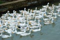 Peking oldest breed of meat-oriented ducks