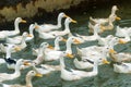 Peking oldest breed of meat-oriented ducks