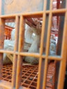 Peking white duck enters the slaughterhouse