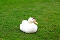 Peking white duck sits on a lawn in spring, summer. Fattened beautiful duck