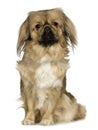 Pekingese (2 years)