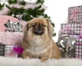 Pekingese, 4 years old, lying with Christmas