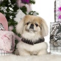 Pekingese, 6 years old, with Christmas tree Royalty Free Stock Photo