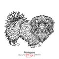 Pekingese. Black and white graphic drawing of a dog.