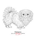 Pekingese. Black and white graphic drawing of a dog.