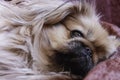 Pekingese close-up. A sad dog with a sad look.