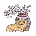 Pekingese. Decorative breed dogs. Vector illustration. Pekinese. Vector logo pure-bred