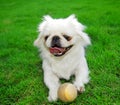 Pekingese dog