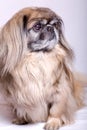 Pekingese dog Royalty Free Stock Photo