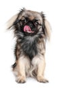 Pekingese dog