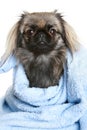 Pekingese dog Royalty Free Stock Photo