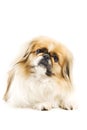 Pekingese dog Royalty Free Stock Photo