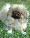 Pekingese dog