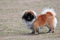 Pekingese dog